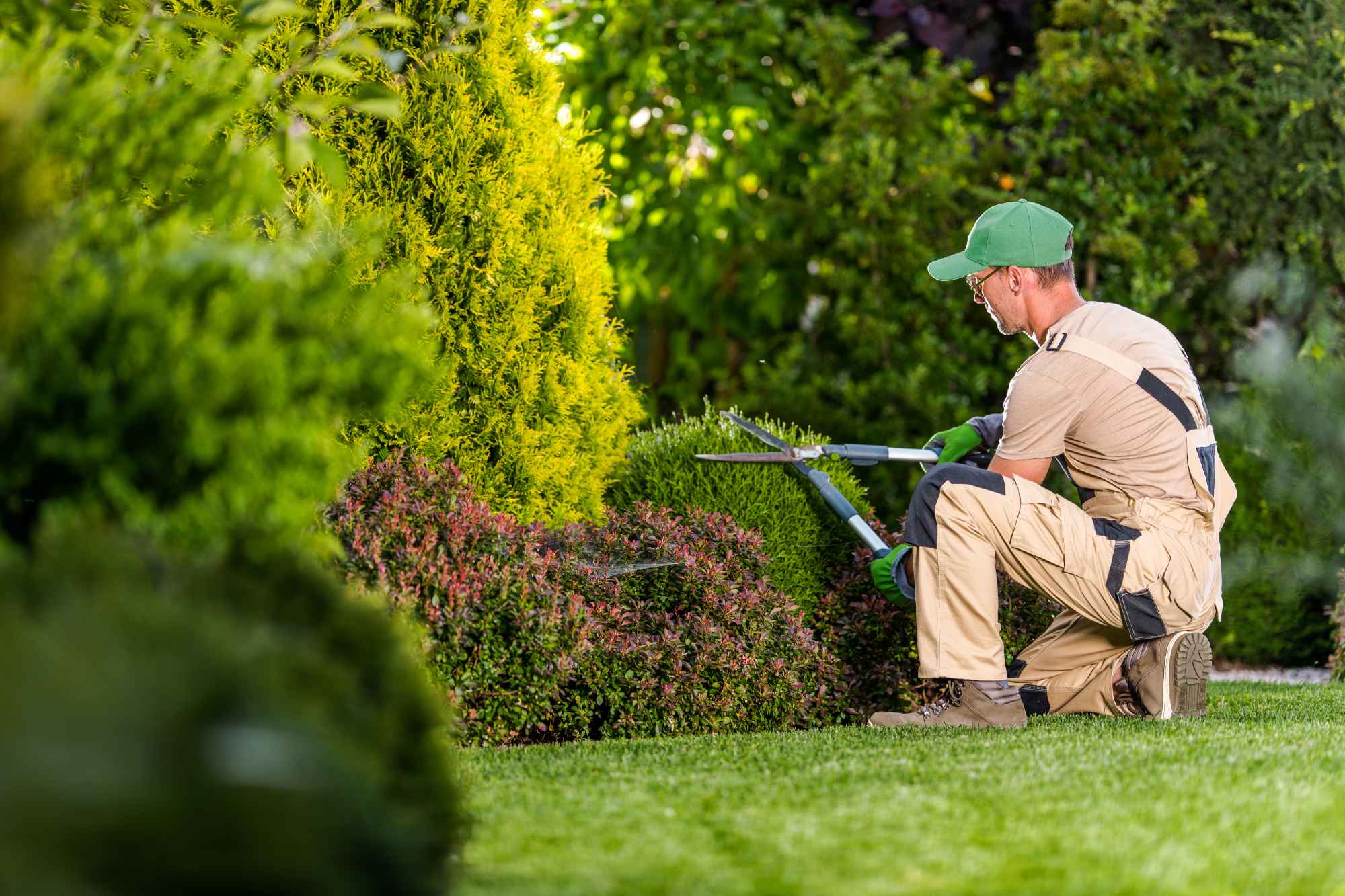 Hedge trimming